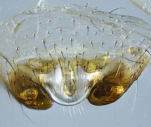 Labulla flahaulti